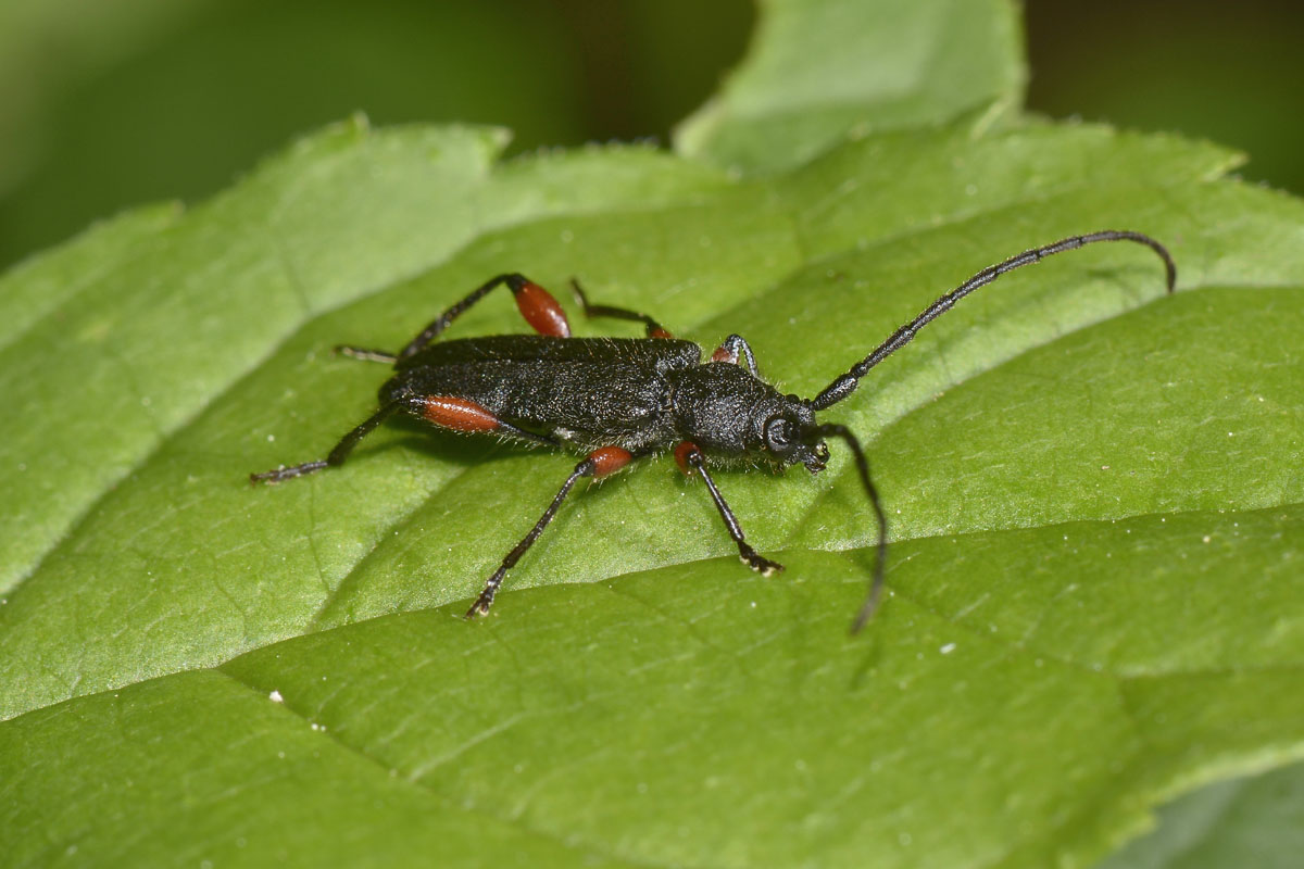 Ropalopus femoratus, Cerambycidae